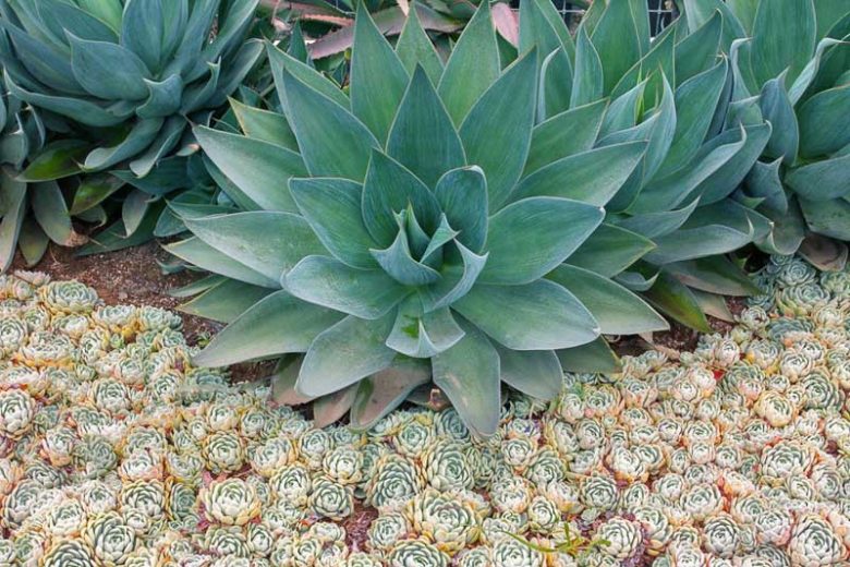 Echeveria elegans,Mexican Gem, Hen and Chicks, Mexican Ghost Plant, Mexican Snowball,  Blue echeveria, gray echeveria, Blue succulent, gray succulent