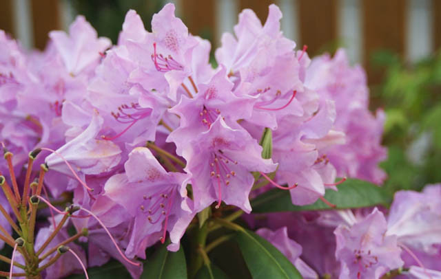 Rhododendron 'English Roseum', 'English Roseum' Rhododendron, Late Midseason Rhododendron, Evergreen Rhododendron, Purple Rhododendron, Purple Flowering Shrub