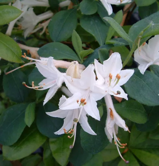 Rhododendron 'Fragrant Star', 'Fragrant Star' Rhododendron, 'Fragrant Star' Azalea, Midseason Azalea, Deciduous Azalea, Fragrant Rhododendron, White Azalea, White Rhododendron, White Flowering Shrub