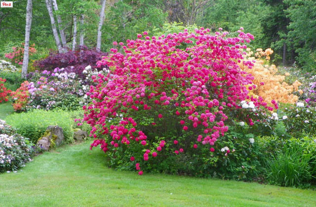 Rhododendron 'Homebush','Homebush' Rhododendron, 'Homebush' Azalea, 'Homebush' Deciduous Azalea, Late Midseason Azalea, Knap Hill and Exbury Azaleas, Pink Azalea, Pink Rhododendron, Pink Flowering ShruB