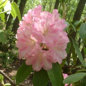 Rhododendron 'Wheatley', 'Wheatley' Rhododendron, Midseason Rhododendron, Evergreen Rhododendron, Fragrant Rhododendron, Pink Rhododendron, Pink Flowering Shrub