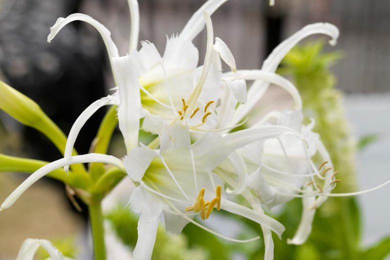 Hymenocallis x festalis, Peruvian Daffodil, Spider Lily, Ismene, Ismene x deflexa, Fragrant flowers, White Flowers