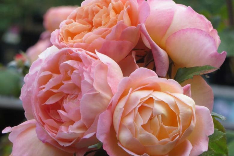 Rosa Lady Emma Hamilton, Rosa 'Lady Emma Hamilton', English Rose 'Lady Emma Hamilton', David Austin Rose, English Rose, Fragrant roses, Shrub roses, orange roses