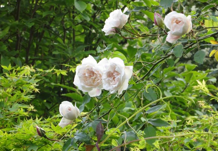 Rose 'Madame Alfred Carriere', Rosa 'Madame Alfred Carriere', Climbing Rose 'Madame Alfred Carriere',Rambler Rose 'Madame Alfred Carriere', Climbing Roses, White roses, Rose bushes, Garden Roses