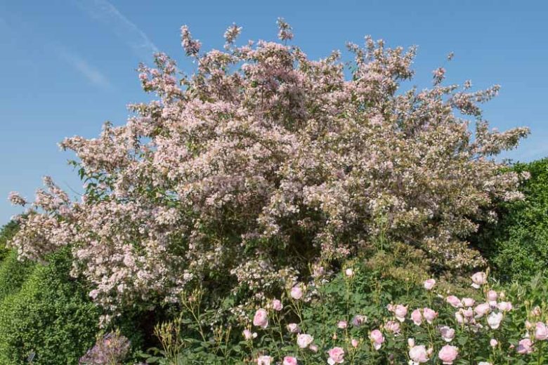 Kolkwitzia amabilis, Beauty Bush, Pink Flowers, Drought Tolerant shrub