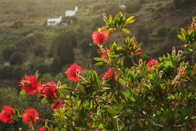 Callistemon rigidus, Stiff Bottlebrush,  Mediterranean shrubs, Evergreen Shrubs, Red flowers,  drought tolerant flowers