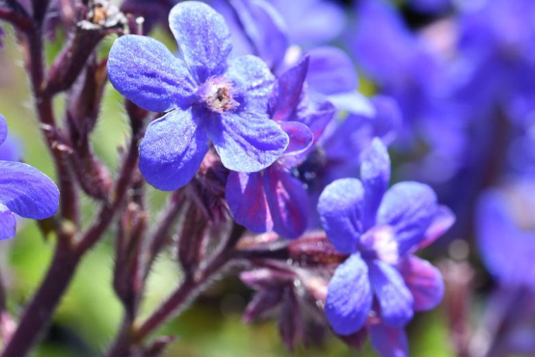 Anchusa Azurea 'Dropmore', Blue Bugloss 'Dropmore', Anchusa Italica 'Dropmore', Alkanet 'Dropmore', Italian Alkanet 'Dropmore', Italian Bugloss 'Dropmore', Blue flower, Blue flowers