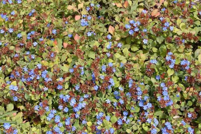 Ceratostigma plumbaginoides, Dwarf Plumbago, Blue Ceratostigma, Hardy Blue-Flowered Leadwort, Ceratostigma larpentiae, Plumbago larpentiae, Blue Flowers, Blue Groundcover