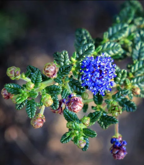 Ceanothus  'Julia Phelps', Small Leaf Mountain Lilac, Blue Flowers, Fragrant Shrubs, Evergreen Shrubs