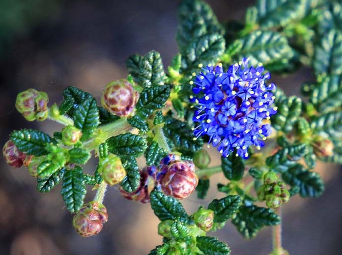 Ceanothus  'Julia Phelps', Small Leaf Mountain Lilac, Blue Flowers, Fragrant Shrubs, Evergreen Shrubs
