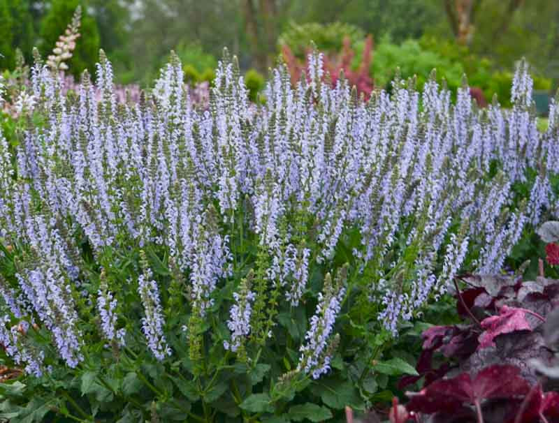 Salvia Nemorosa 'Crystal Blue', Sage 'Crystal Blue', Balkan Clary 'Crystal Blue', Steppe Sage 'Crystal Blue', Salvia Crystal Blue, Blue Salvia, Blue Sage, Blue Flowers