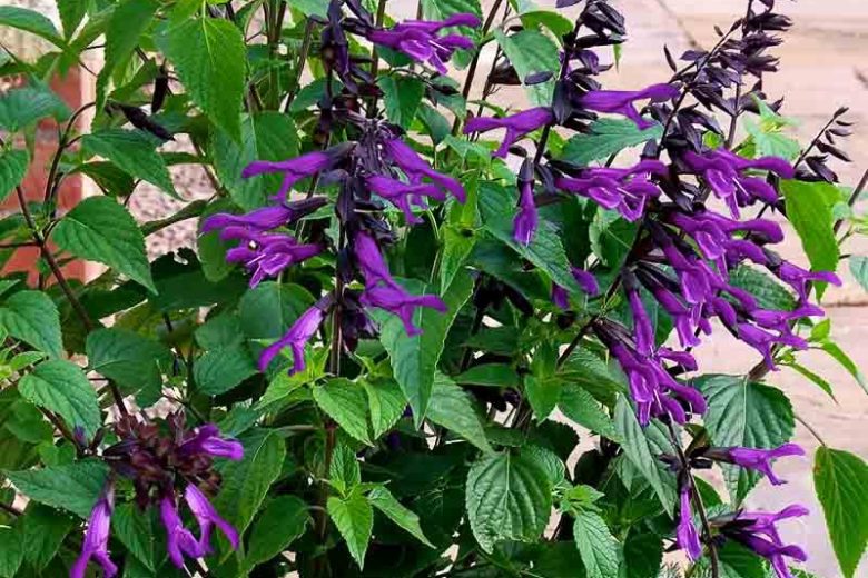 Salvia Amistad, Amistad Sage, Purple Salvia, Purple Sage