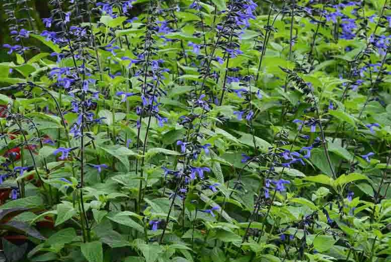 Salvia guaranitica 'Black & Bloom', Anise-Scented Sage 'Black & Bloom', Blue Anise Sage 'Black & Bloom', Brazilian Anise Sage  'Black & Bloom', Blue Sage, Blue Salvia