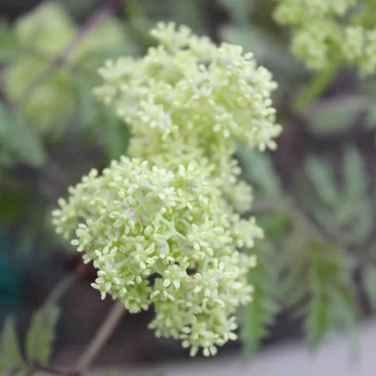 Sambucus racemosa Lemony Lace, Elderberry Lemony Lace®, Red-Berried Elder Lemony Lace®, Red Elderberry Lemony Lace®, Sambucus racemosa 'Smnsrd4'