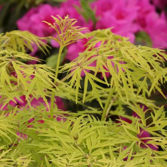 Sambucus Lemony Lace