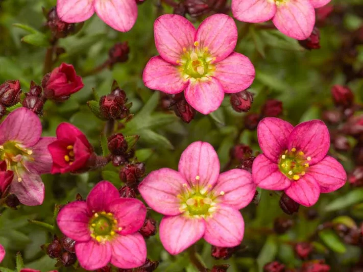 Saxifraga x arendsii 'Touran Pink', Saxifrage 'Touran Pink', Saxifraga 'Touran Pink', Pink flowers, ground covers, groundcover, perennial ground cover, evergreen perennial