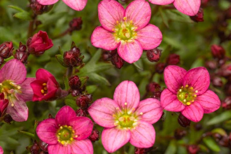 Saxifraga x arendsii 'Touran Pink', Saxifrage 'Touran Pink', Saxifraga 'Touran Pink', Pink flowers, ground covers, groundcover, perennial ground cover, evergreen perennial