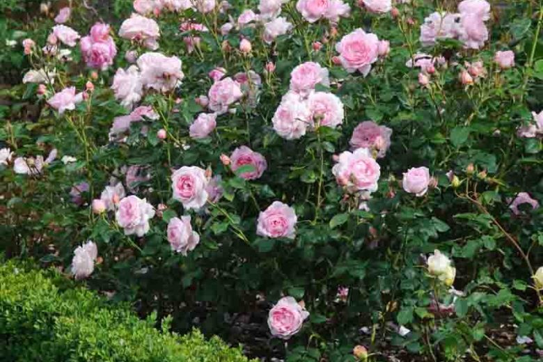 Rose Scepter'd Isle, Rosa 'Scepter'd Isle', English Rose 'Scepter'd Isle', David Austin Roses, English Roses, Shrub roses, pink roses, Rose Bushes, Garden Roses, Climbing Roses, fragrant roses