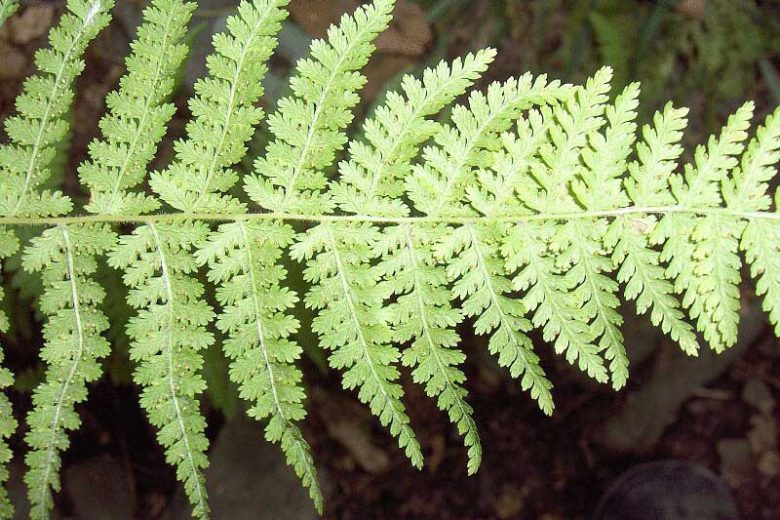 Dennstaedtia punctilobula, Eastern Hay-Scented Fern, Shade plants, shade perennial, plants for shade, plants for wet soil