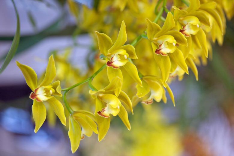 Cymbidium lowianum, Low's Boat Orchid, Boat Orchid, Yellow Orchids, Fragrant Orchids, Easy Orchids, Easy to Grow Orchids