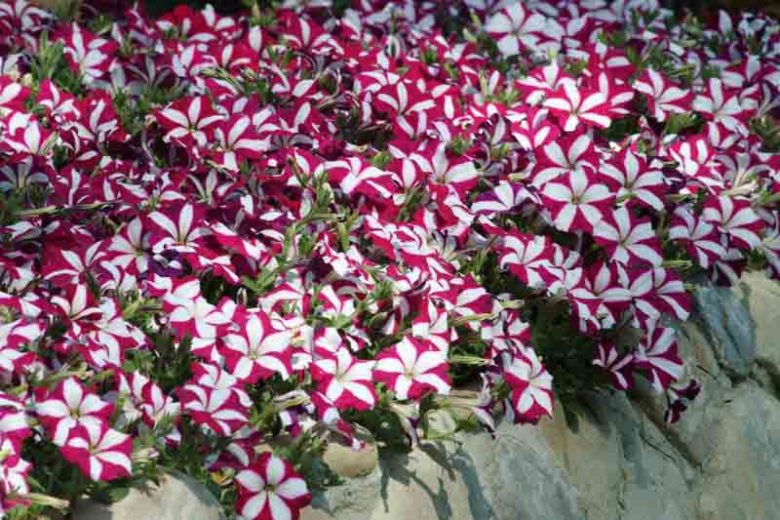 Petunia 'Easy Wave Burgundy Star', Easy Wave Burgundy Star' Petunia, Trailing Petunia, Bicolor Petunia, Bicolor Flowers