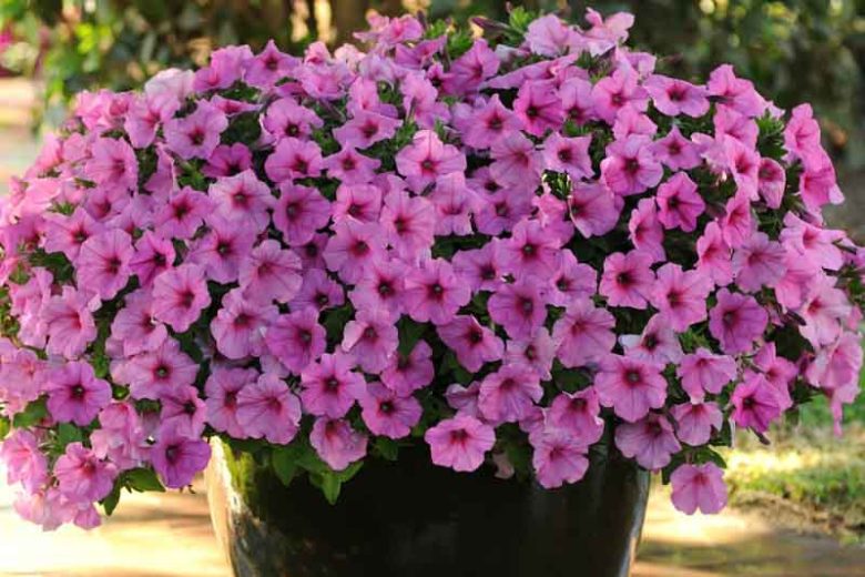 Petunia 'Easy Wave Pink Passion', Easy Wave Pink Passion Petunia, Trailing Petunia, Pink Petunia, Pink Flowers