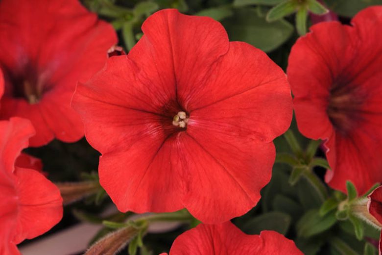 Petunia 'Easy Wave Red', Easy Wave Red Petunia, Trailing Petunia, Red Petunia, Red Flowers