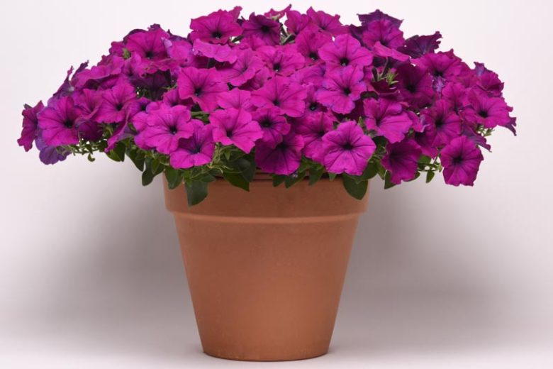 Petunia 'Easy Wave Violet', Easy Wave Violet' Petunia, Trailing Petunia, Purple Petunia, Purple Flowers