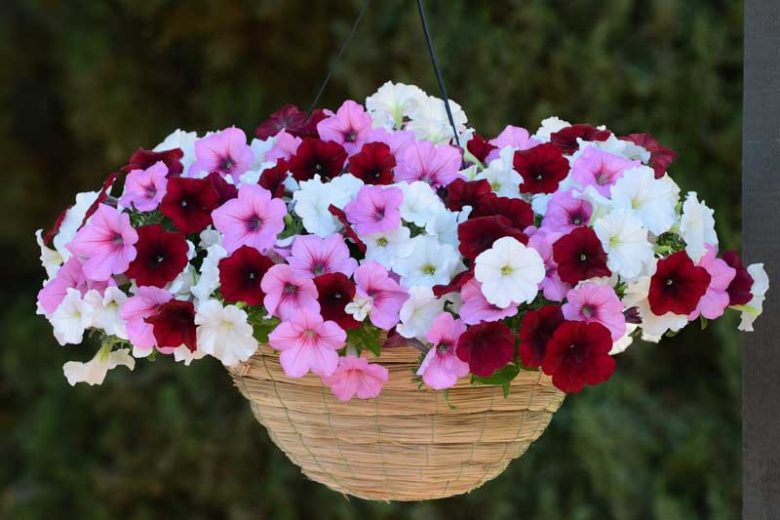 Petunia 'Easy Wave Red Velour', Easy Wave Red Velour Petunia, Trailing Petunia, Red Petunia, Red Flowers