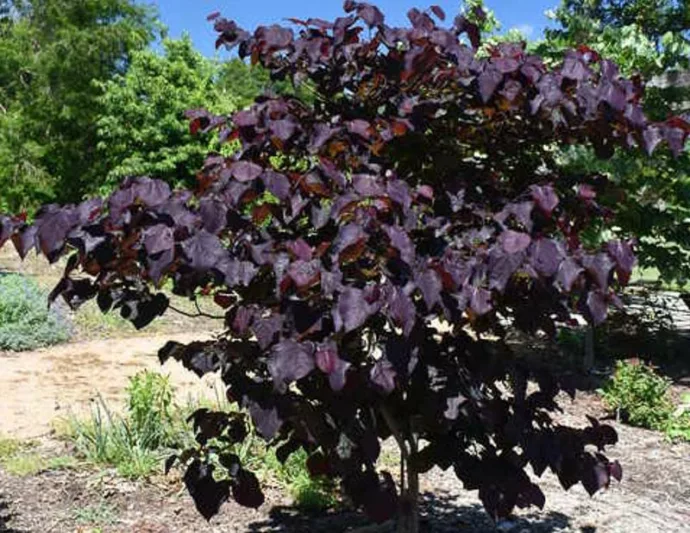 Black Pearl Cercis, Black Pearl Redbud, Cercis canadensis Black Pearl, Cercis canadensis 'jn16', Eastern Redbud The Rising Sun, Small Tree, Spring Pink Flowers, Fall Color