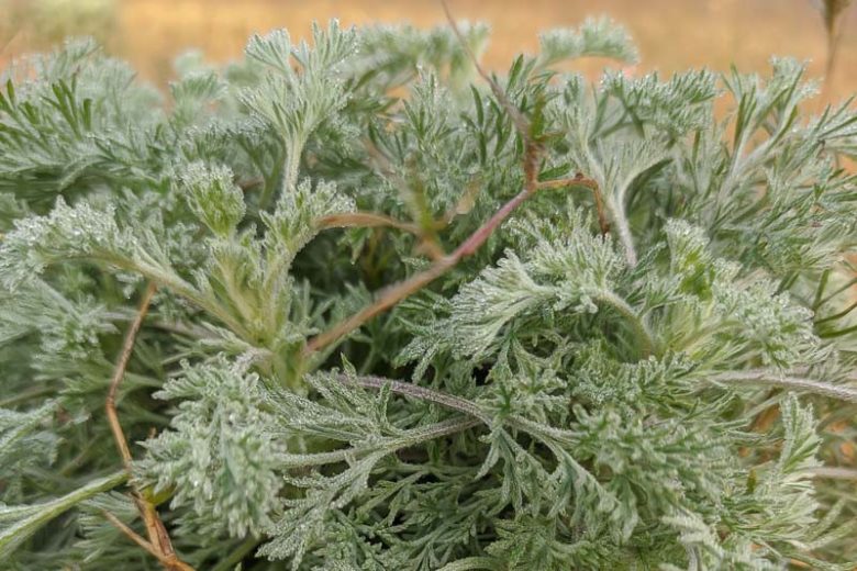 Artemisia pycnocephala, Beach Sagebrush, Beach Wormwood, Sand Hill Sage, Dune Sagewort, Coastal Strand Wormwood, Coastal Sagewort, California Native Plant