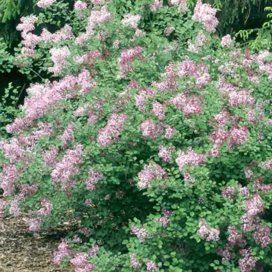 Syringa Red Pixie, Lilac 'Red Pixie, Pink Lilac, Red lilac, Fragrant shrub, Flowering Shrub