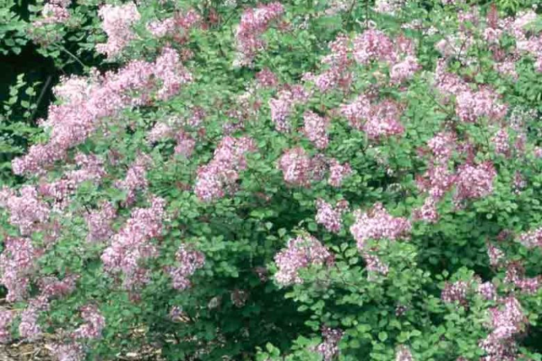 Syringa Red Pixie, Lilac 'Red Pixie, Pink Lilac, Red lilac, Fragrant shrub, Flowering Shrub