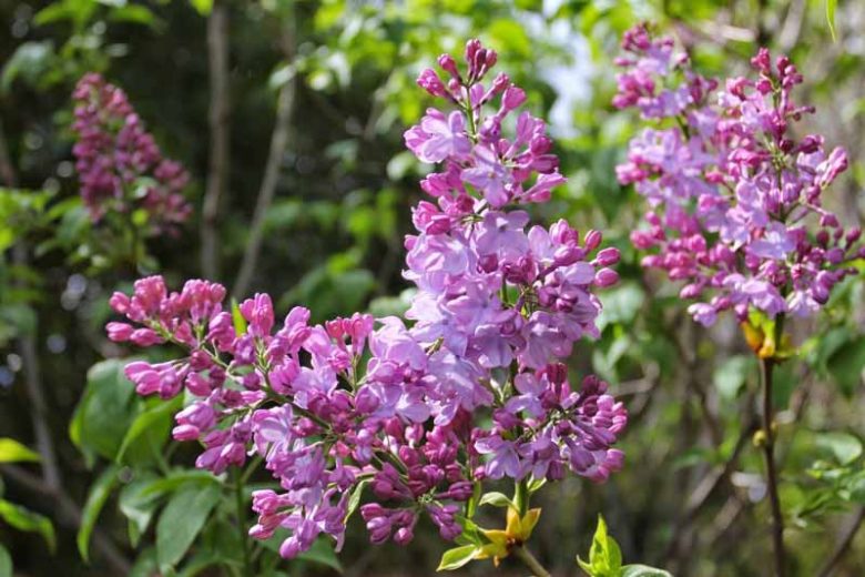 Blue Skies® Lilac, Syringa vulgaris 'Monore', Monrovia Plant