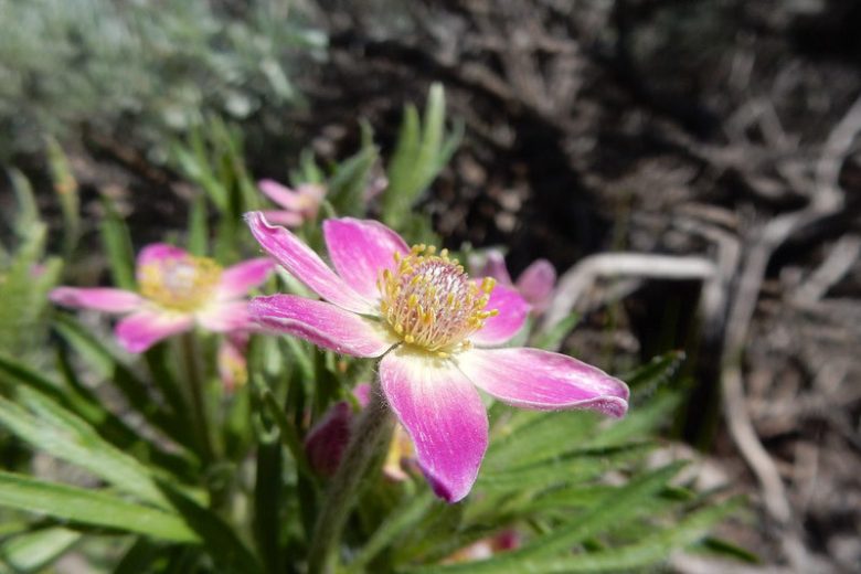 Anemone multifida, Pacific Anemone, Red Windflower, Early Thimbleweed, Cut-leaf Anemone, Pink Flowers