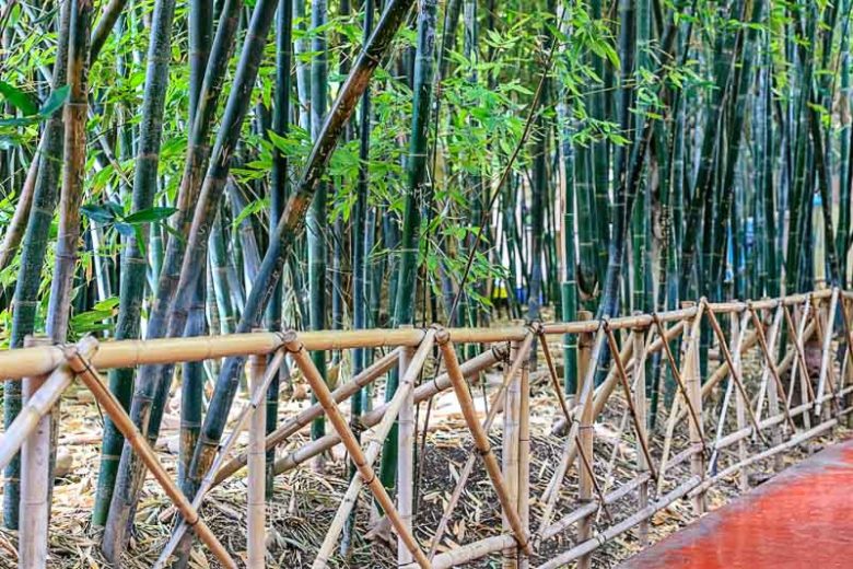 Phyllostachys glauca, Hedge Bamboo, Running Bamboo, Evergreen Bamboo, Shade plants, shade perennial, plants for shade, plants for wet soil