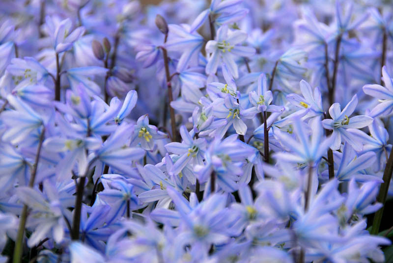 scilla, Scilla Siberica, Siberian Squill, Spring Beauty, Spring Bulbs,Early spring flowers, mid spring flowers, blue flowers in spring, Scilla peruviana, Peruvian Scilla, Scilla bifolia, Sibe