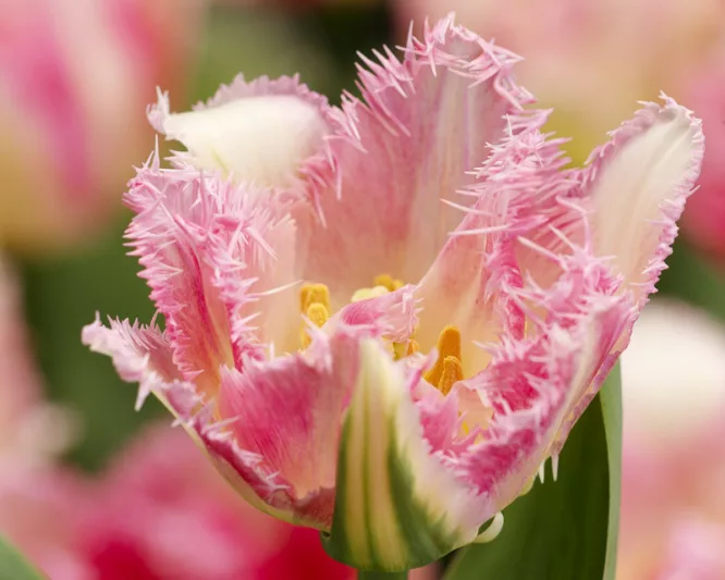 Tulipa 'Cool Crystal', Tulip 'Cool Crystal', Fringed Tulip 'Queensland', Fringed Tulips, Spring Bulbs, Spring Flowers, pink Tulips, Tulipes Dentelle