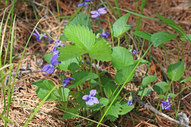 Viola adunca,Hooked-Spur Violet, Western Blue Violet, Western Dog Violet, Early Blue Violet, Sand Violet, Shade plants, shade perennial, violet flowers, plants for shade