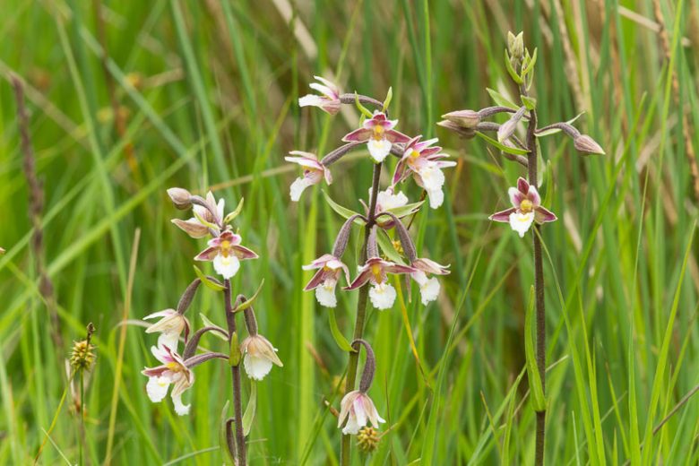 Epipactis palustris, Hardy Orchid, Marsh Helleborine, Helleborine palustris, Limodorum palustre, Garden Orchids