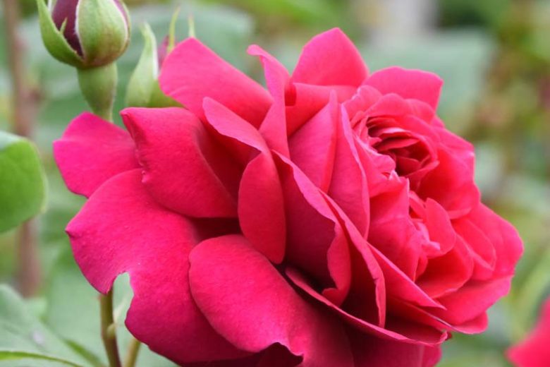 Rose Tess of The d'Urbervilles, Rosa 'Tess of The d'Urbervilles', English Rose 'Tess of The d'Urbervilles', David Austin Roses, English Roses, Red roses, shrub roses, Rose Bushes, Garden Roses, fragrant roses, Favorite roses