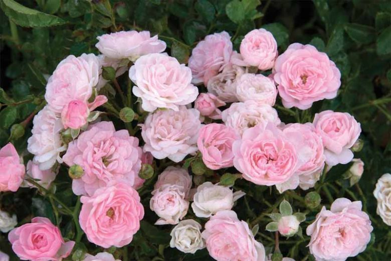 Rose 'The Fairy', Rosa 'The Fairy', Rosa 'Fairy Rose', Rosa 'Perle Rose', Shrub Roses, Rose bushes, Garden Roses, Pink Roses, Pink Flowers