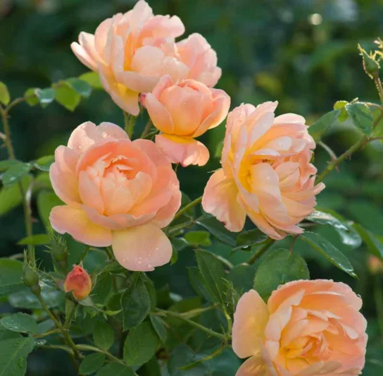 Rosa The Lark Ascending, Rosa The Lark Ascending, English Rose The Lark Ascending, David Austin Rose, English Rose, Fragrant roses, Shrub roses, orange roses, apricot roses