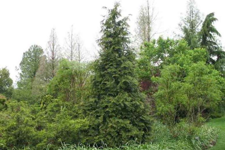 Thuja 'Green Giant' (Arborvitae), Green Giant Arborvitae, Thuja plicata x standishii 'Green Giant', Eergreen Tree