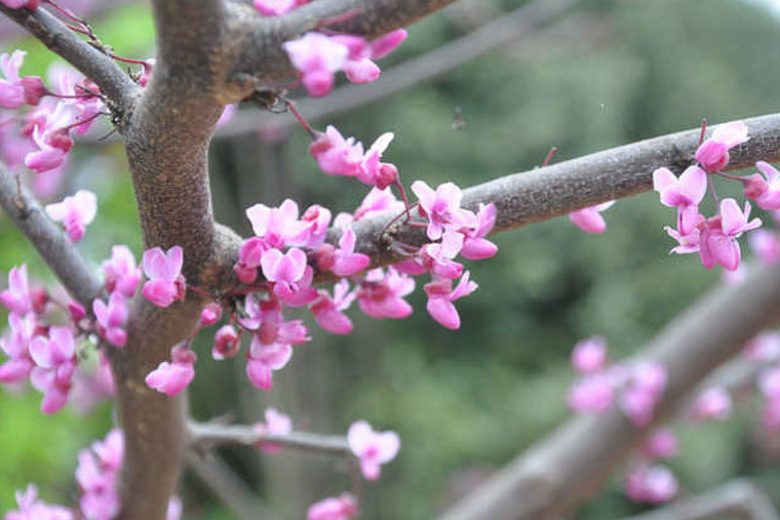 Black Pearl CercisBurgundy Hearts Cercis, Burgundy Hearts Redbud, Cercis canadensis Burgundy Hearts, Cercis canadensis 'Greswan', Eastern Redbud Burgundy Hearts, Small Tree, Spring Pink Flowers, Fall Color
