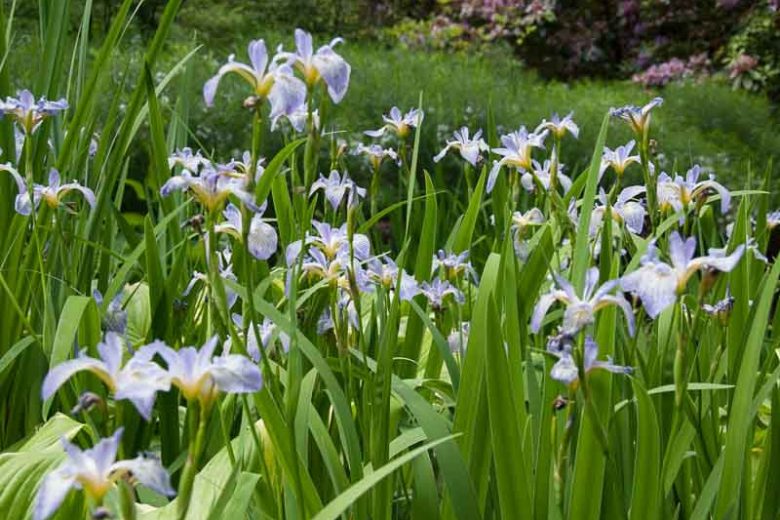 Iris versicolor  'Whodunit', Blue Flag  'Whodunit', Boston Iris  'Whodunit', Wild Iris  'Whodunit', Iris for Ponds, Perennial for wet soil, Perennial for poorly drained soils, Blue Flowers
