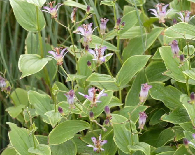Tricyrtis Formosana 'Gilt Edge', Toad Lily 'Gilt Edge', Purple flowers, flowers for shade, Fall perennial, Shade perennial