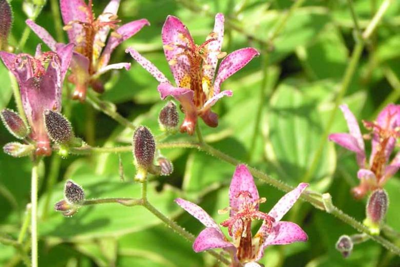 Tricyrtis Formosana 'Samurai', Toad Lily 'Samurai', Purple flowers, flowers for shade, Fall perennial, Shade perennial