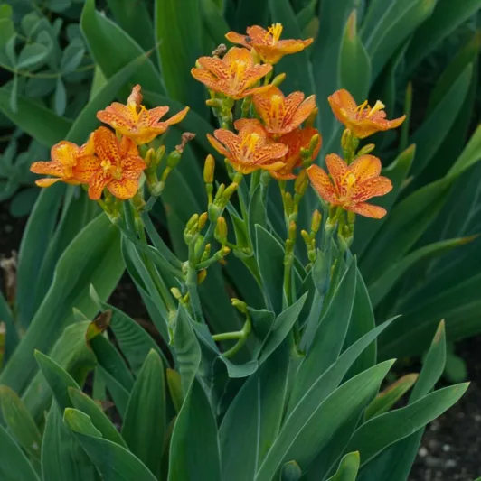 Iris domestica 'Freckle Face', Blackberry Lily 'Freckle Face', Belamcanda chinensis 'Freckle Face', Orange Iris, Orange Flowers