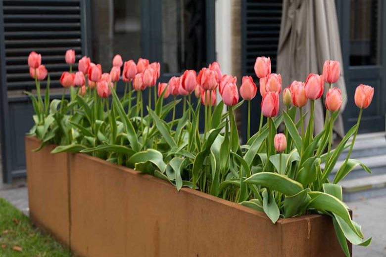Tulipa 'Design Impression', Tulip 'Design Impression', Darwin Hybrid Tulip 'Pink Impression', Darwin Hybrid Tulips, Spring Bulbs, Spring Flowers, Pink Tulip